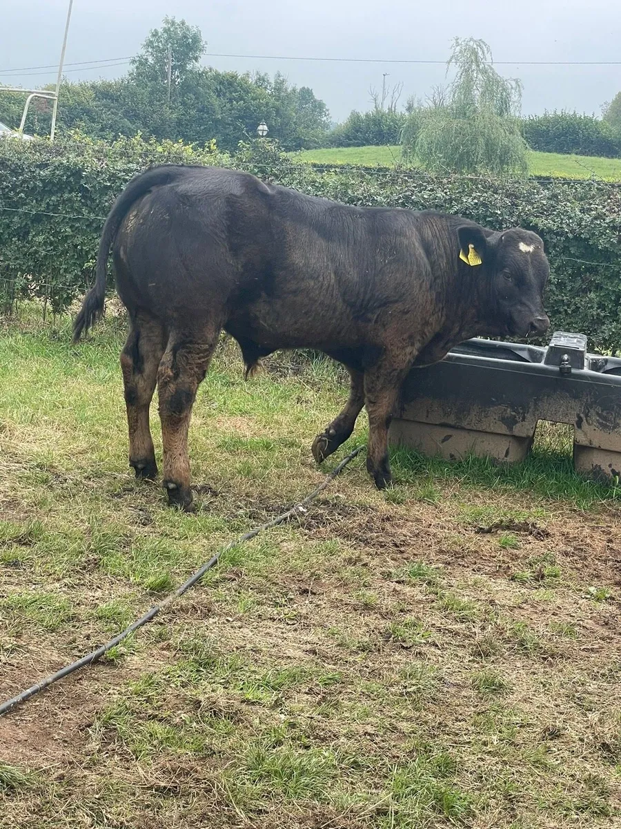 Hybrid limousine bull - Image 4