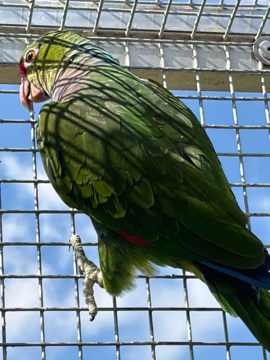 Birds available - Image 1