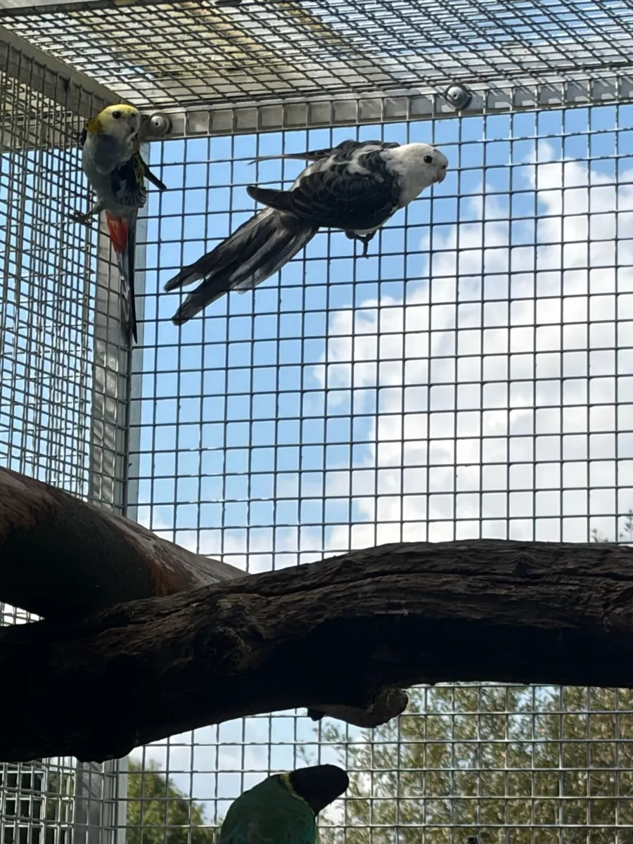 Birds available - Image 2
