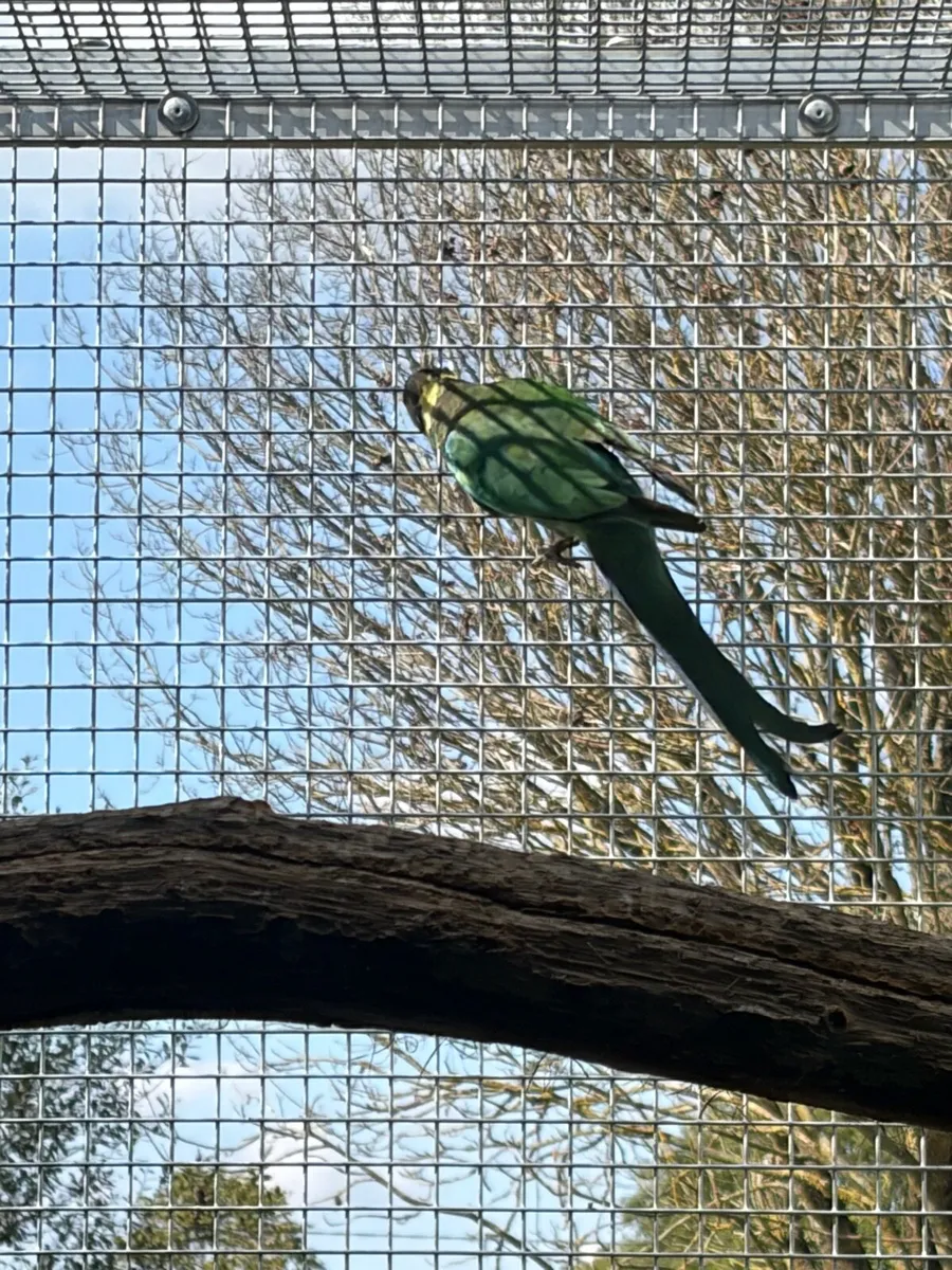 Birds available - Image 3