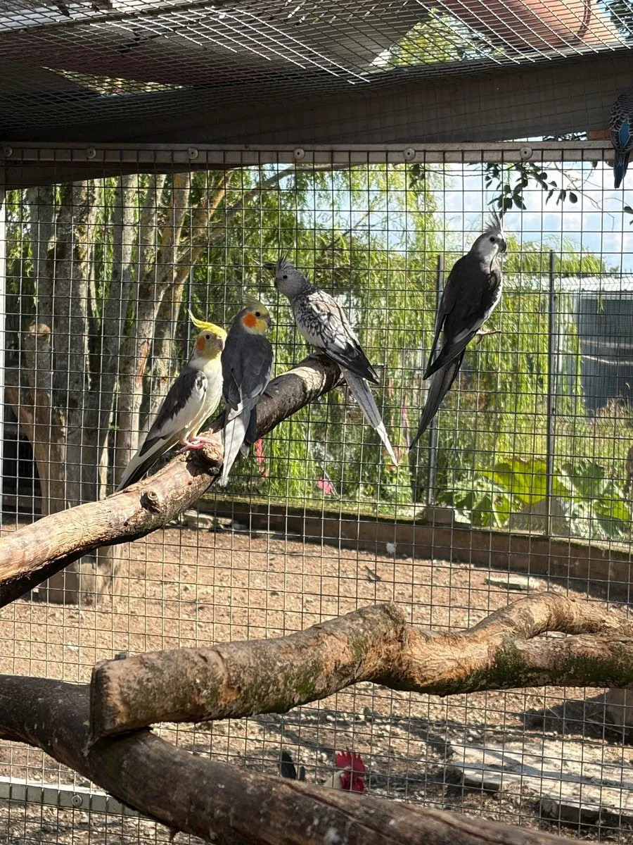 Birds available - Image 4