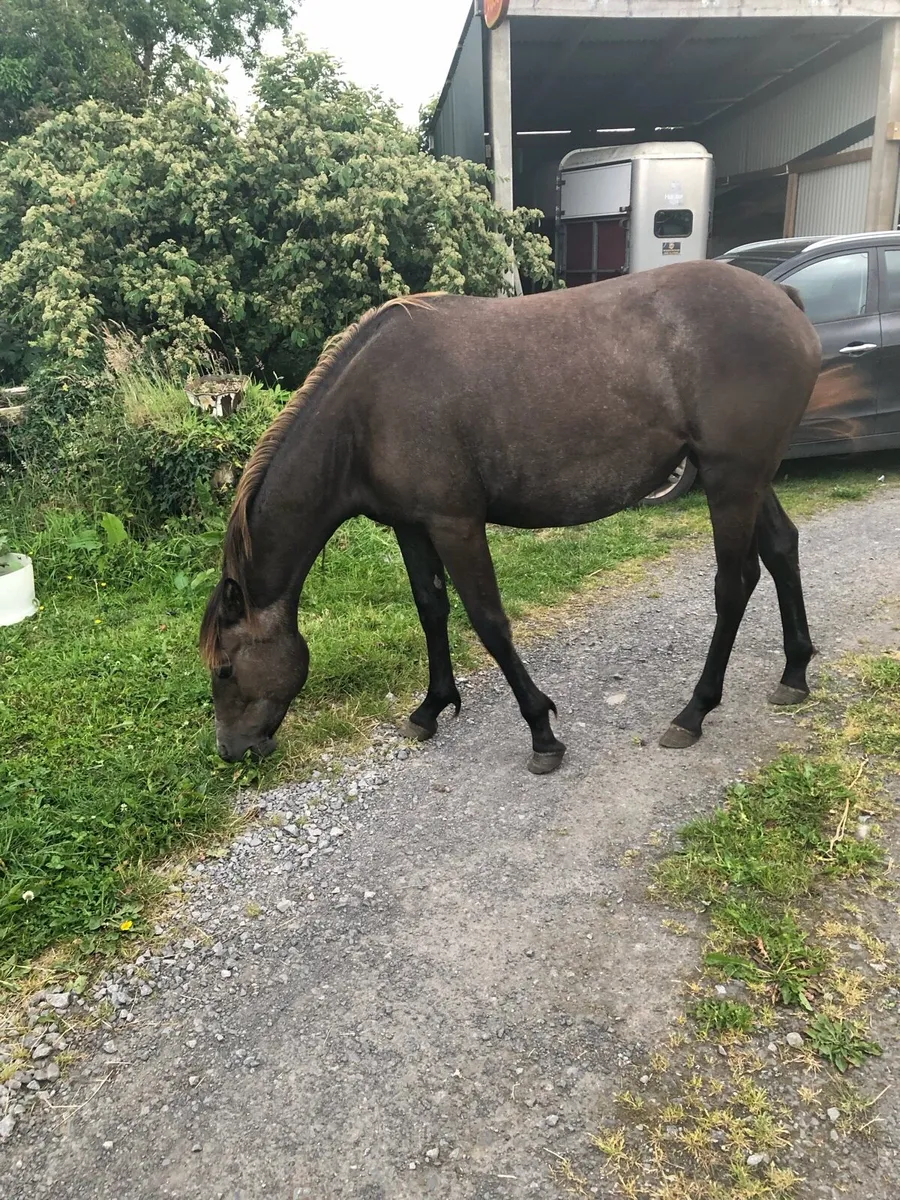 Connemara X Sports Horse - Image 3