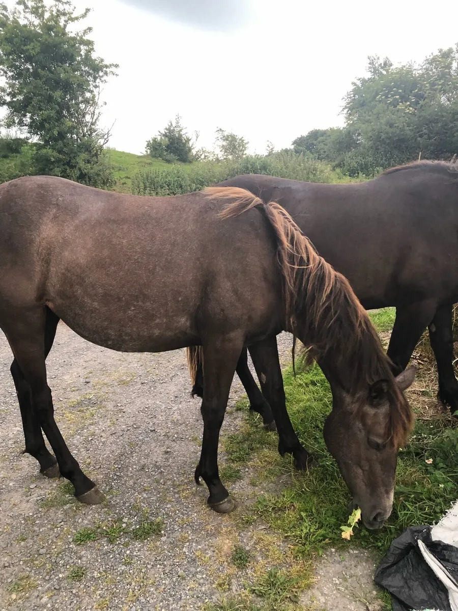 Connemara X Sports Horse - Image 4