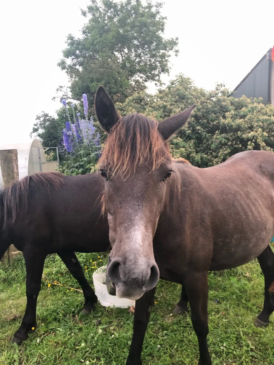 Connemara X Sports Horse - Image 2