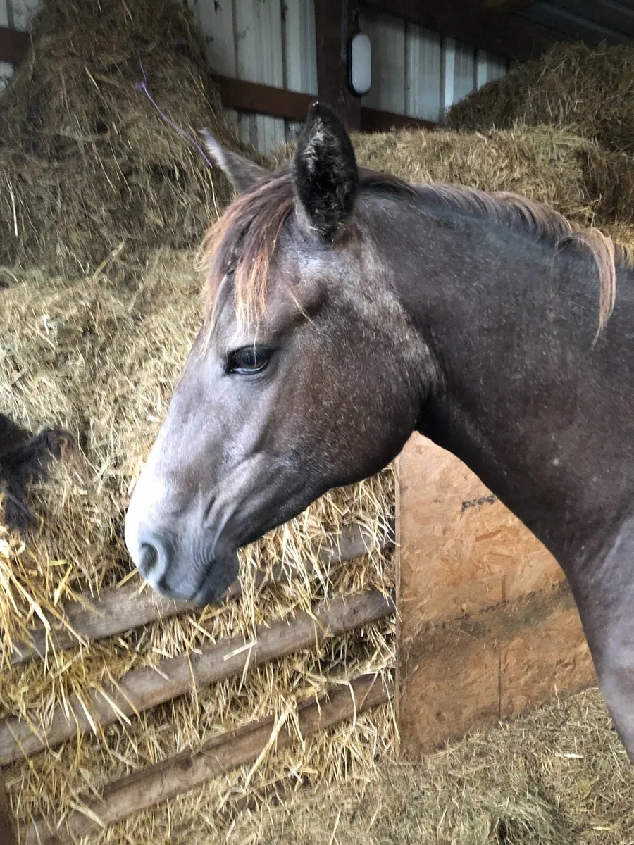 Connemara X Sports Horse - Image 1