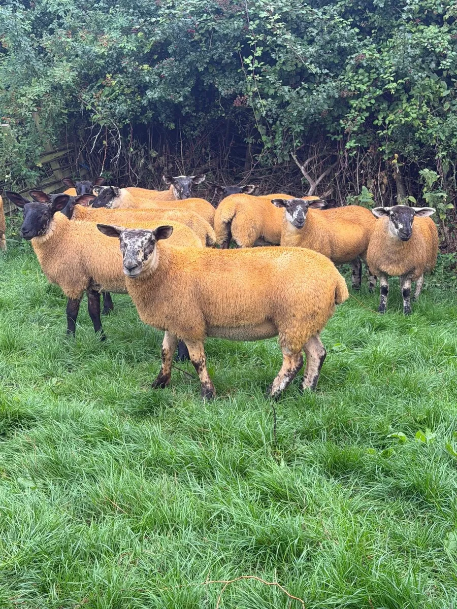 Suftex x lambs - Image 1
