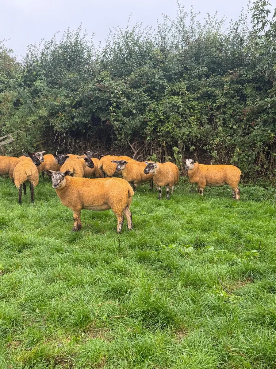 Suftex x lambs - Image 4