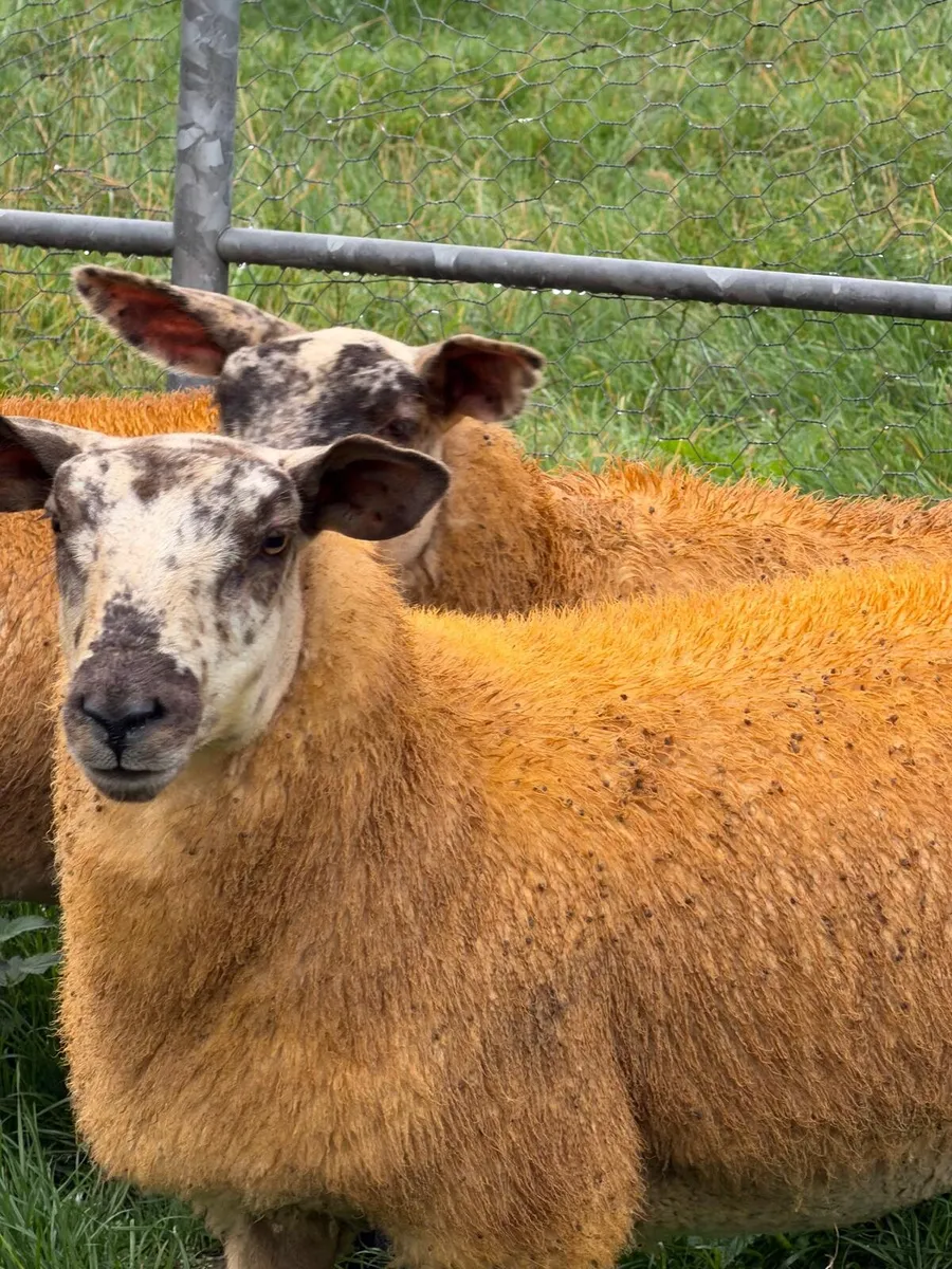 Suftex x lambs - Image 2