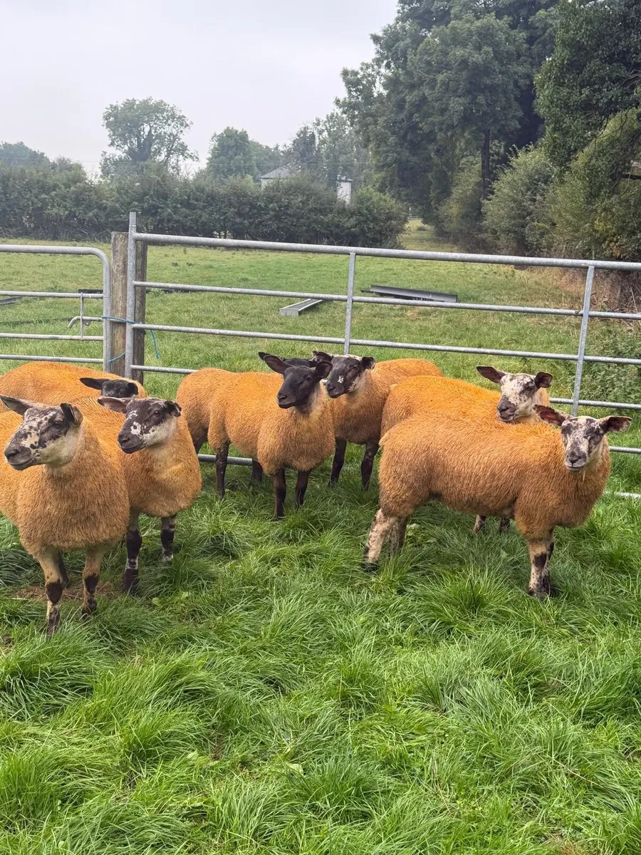 Suftex x lambs - Image 3