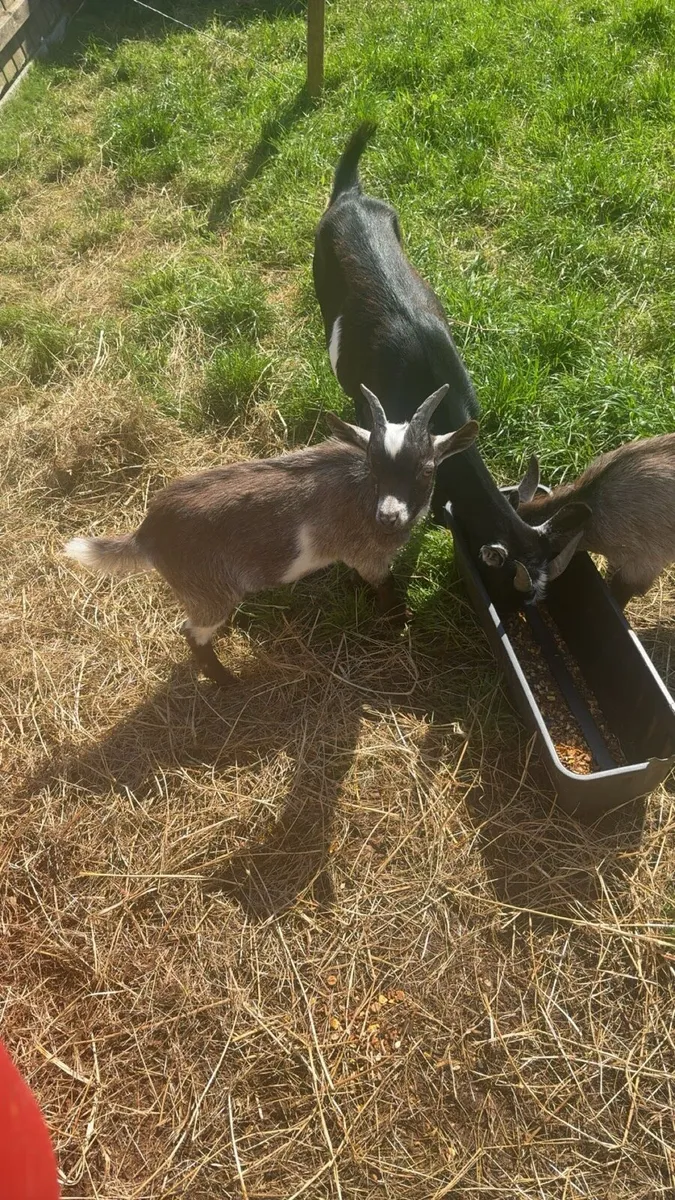 2 Pygmy goats - Image 1