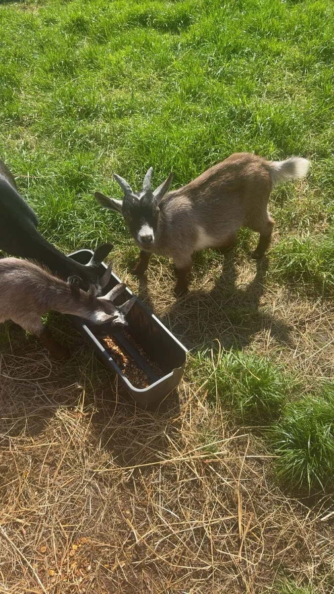 2 Pygmy goats - Image 2