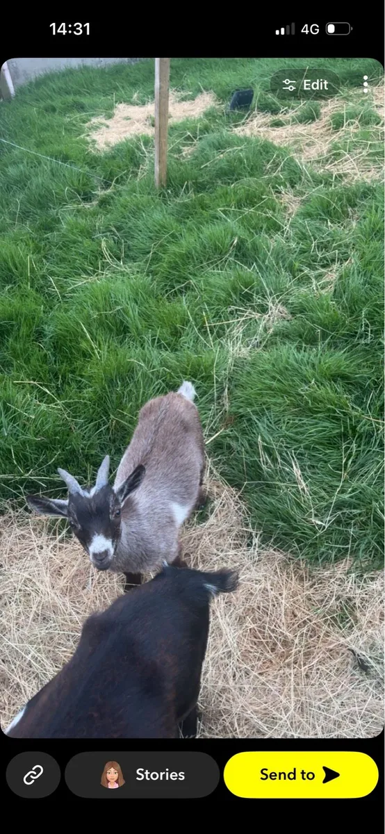 2 Pygmy goats - Image 3