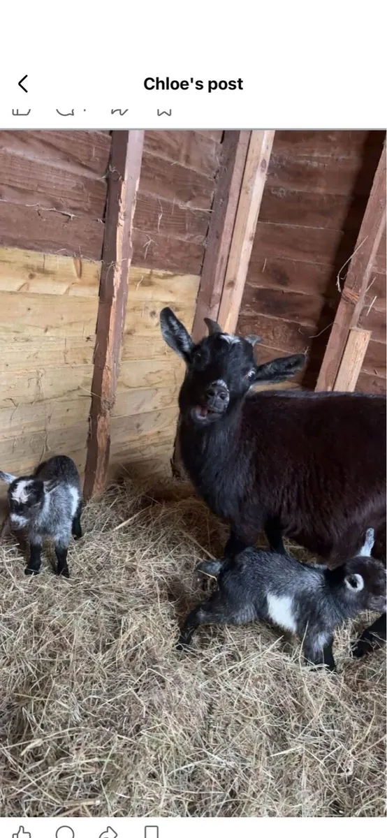 2 Pygmy goats - Image 4