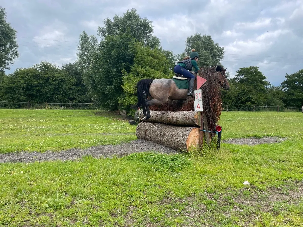 Scopey 148cm Showjumping Pony – Ready to Progress - Image 2