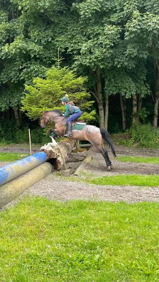 Scopey 148cm Showjumping Pony – Ready to Progress - Image 3