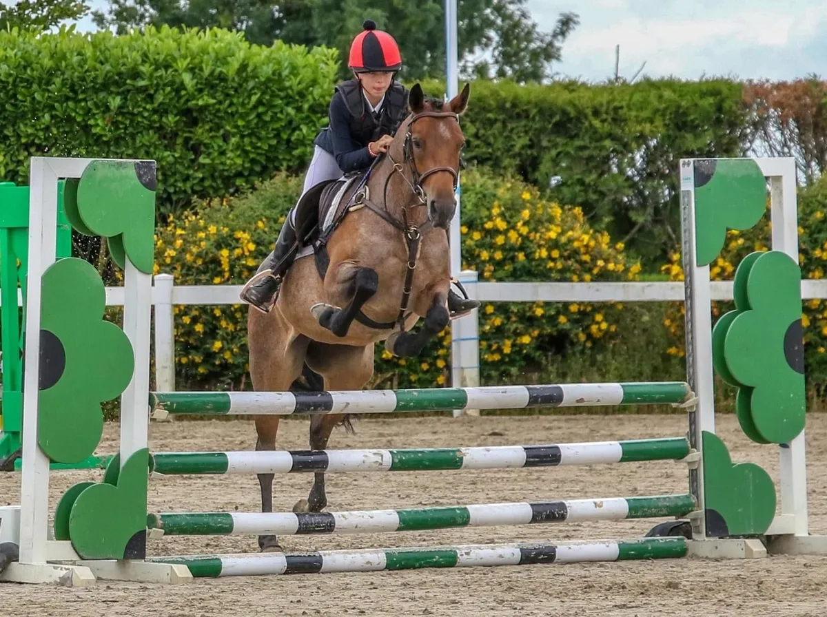 Scopey 148cm Showjumping Pony – Ready to Progress - Image 4