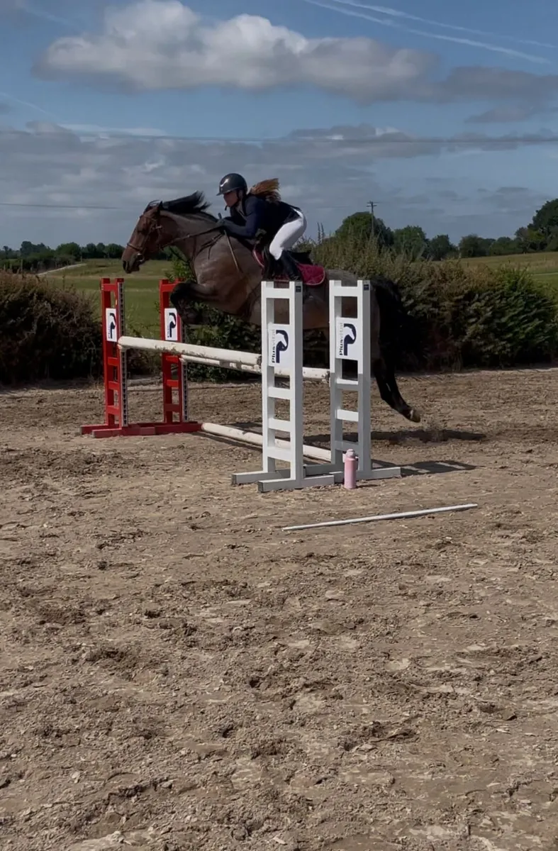 Scopey 148cm Showjumping Pony – Ready to Progress - Image 1