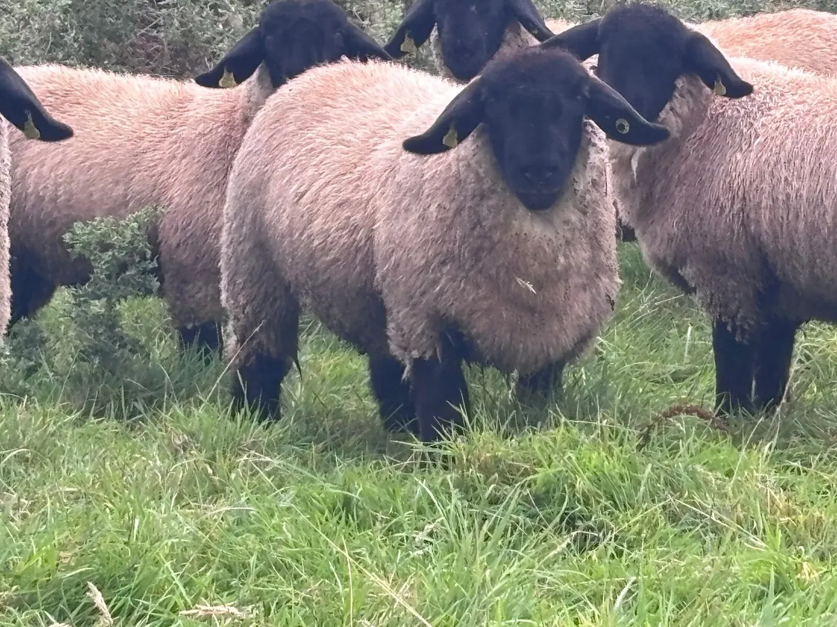 7 P.B.R Suffolk ewe lambs for sale - Image 3