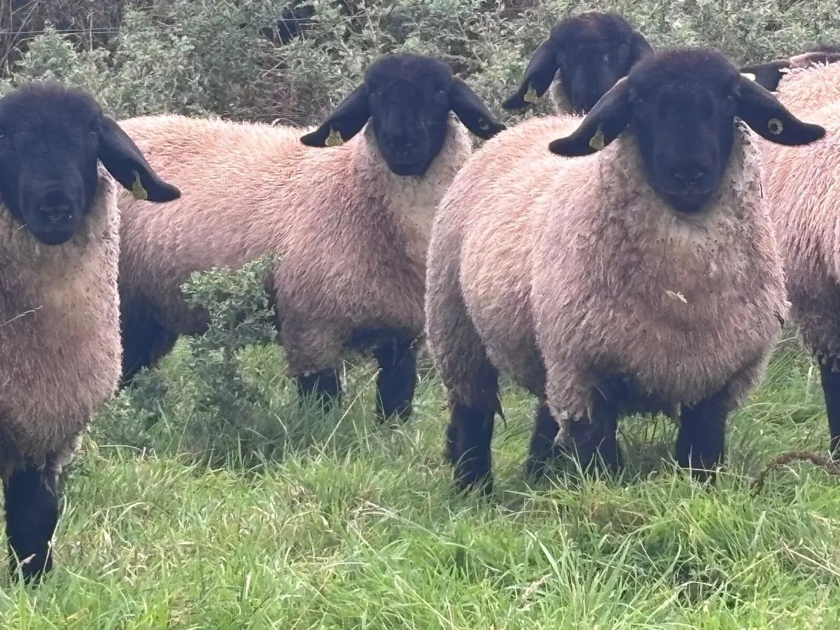 7 P.B.R Suffolk ewe lambs for sale - Image 2