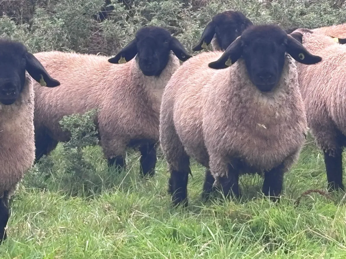 7 P.B.R Suffolk ewe lambs for sale - Image 1