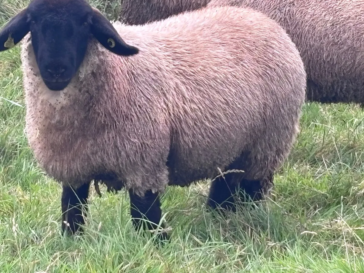 7 P.B.R Suffolk ewe lambs for sale - Image 4
