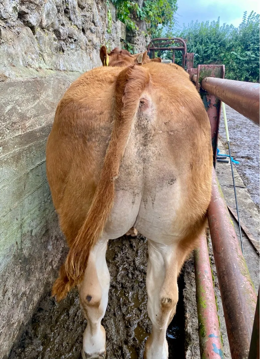 Pedigree Limousin Bull Weanlings - Image 2