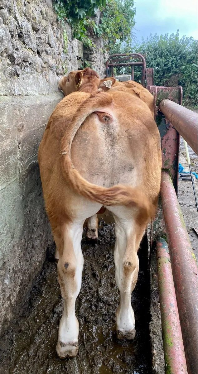 Pedigree Limousin Bull Weanlings - Image 3