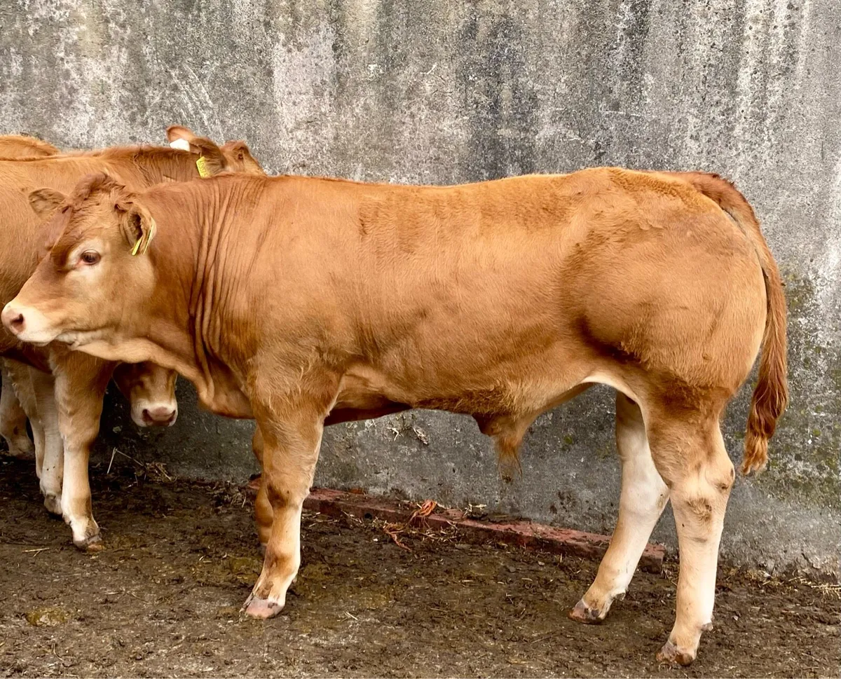 Pedigree Limousin Bull Weanlings - Image 4