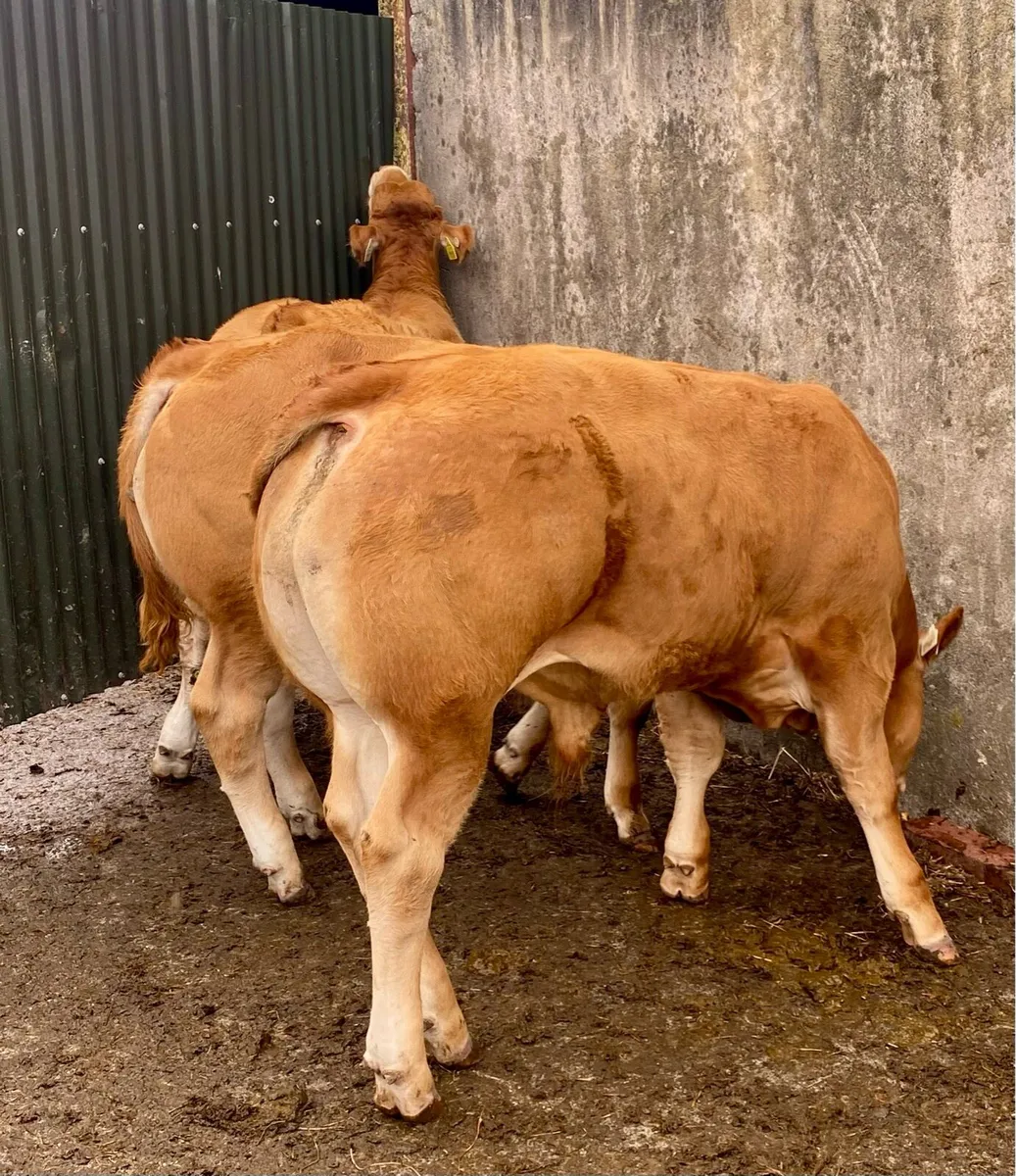 Pedigree Limousin Bull Weanlings - Image 2