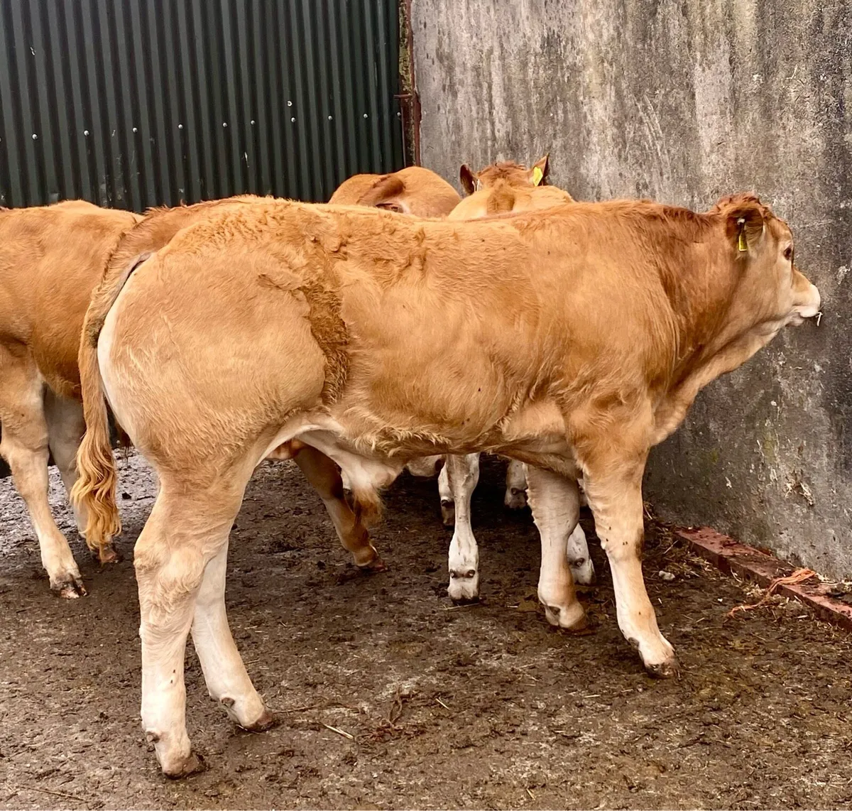 Pedigree Limousin Bull Weanlings - Image 1