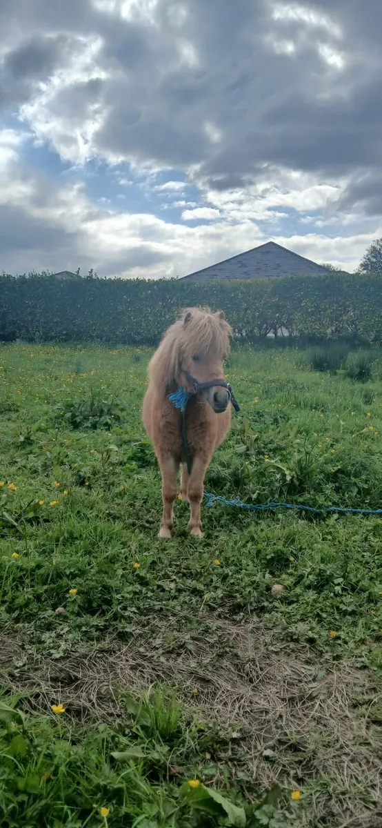 Fella bella - Image 1