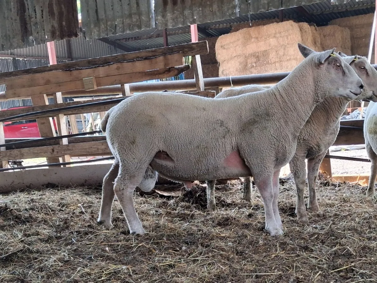 Rams - Image 1
