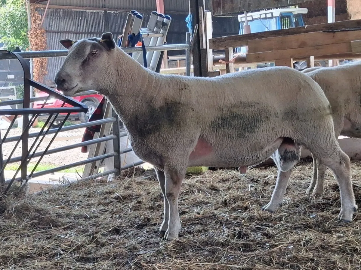 Rams - Image 3