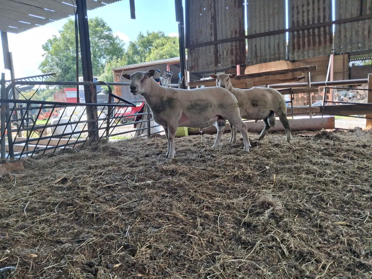 Rams - Image 4