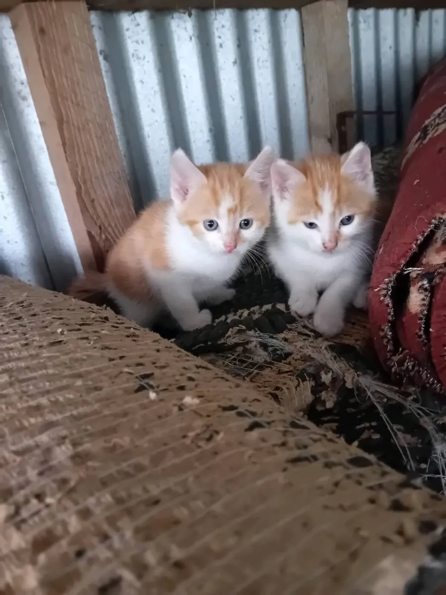 Kittens - Image 1