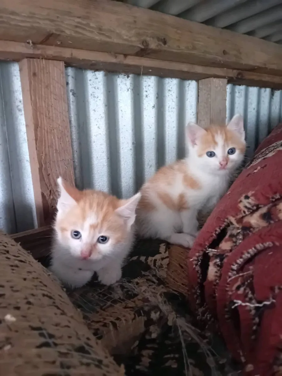 Kittens - Image 2