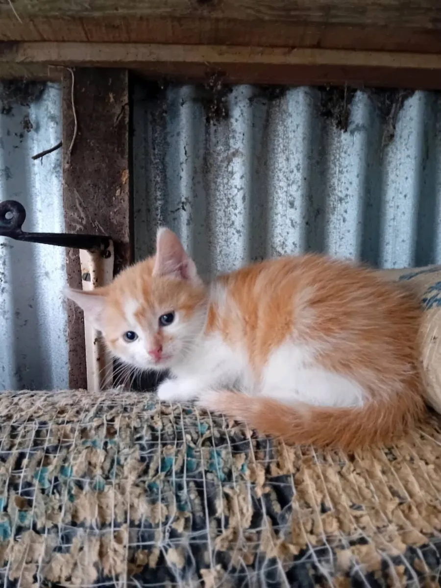 Kittens - Image 3