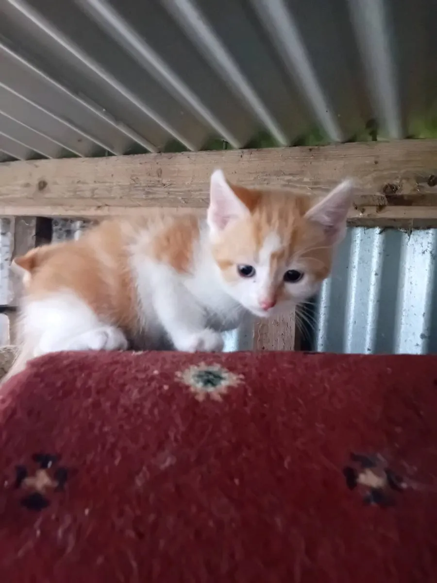 Kittens - Image 4