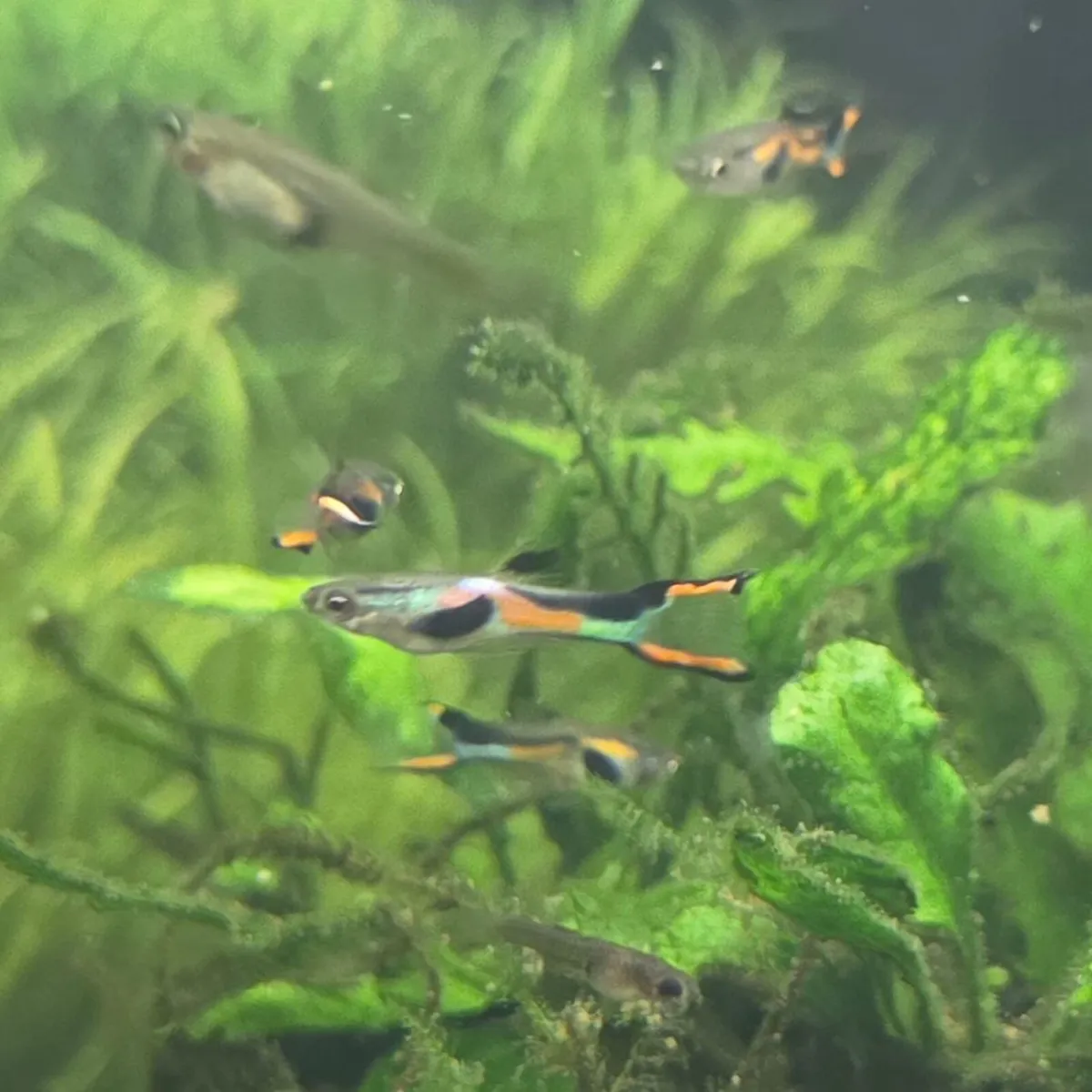 FREE endler guppies - Sligo - Image 1
