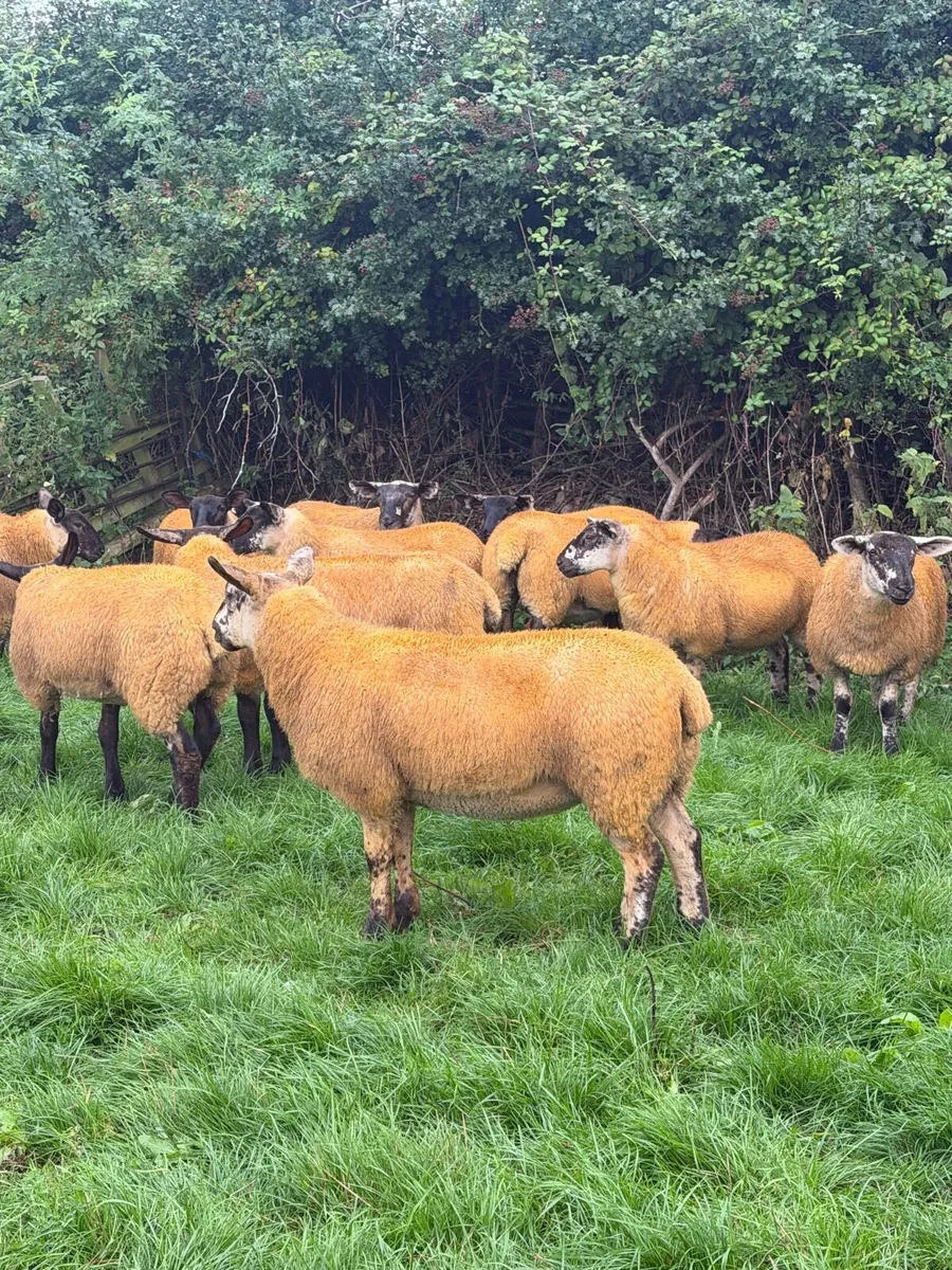 Suftex Cross Ewe Lambs - Image 2