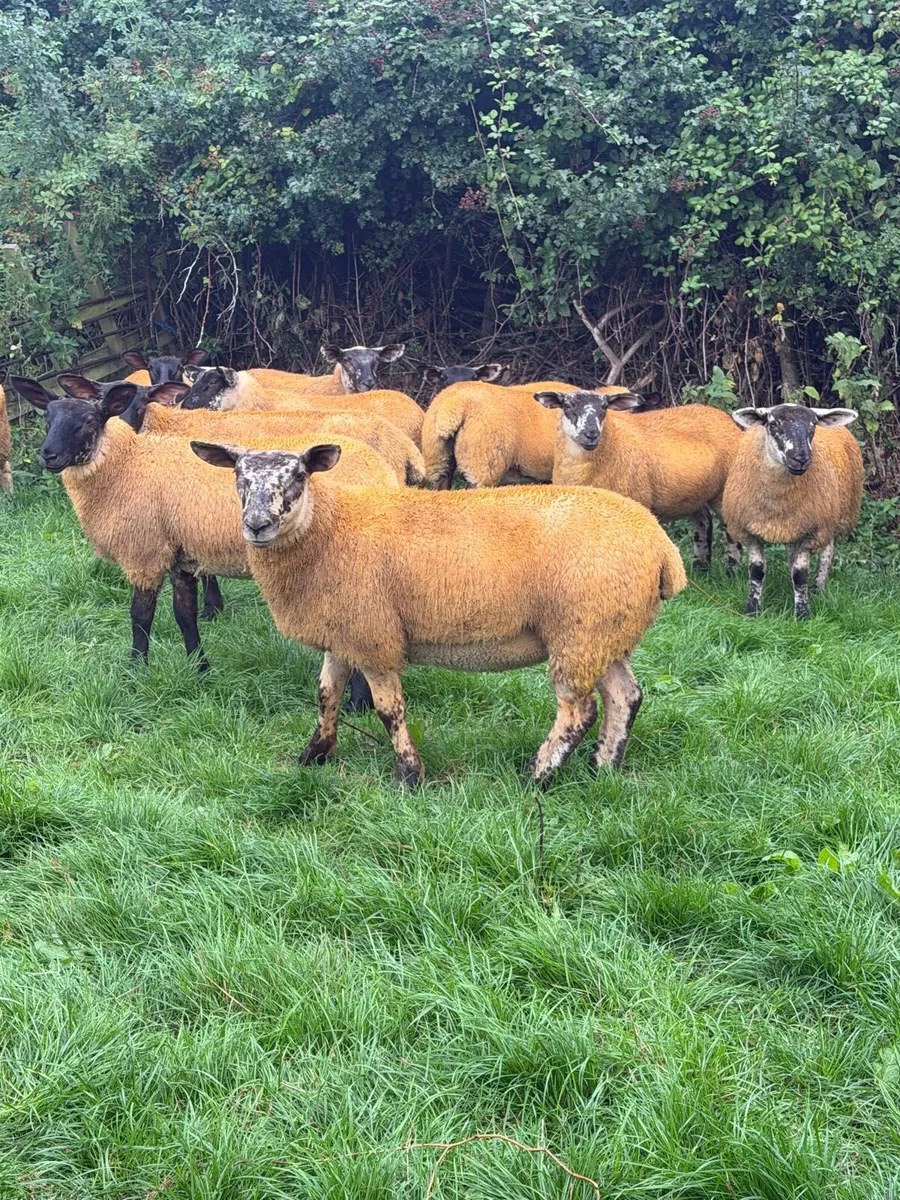 Suftex Cross Ewe Lambs - Image 1
