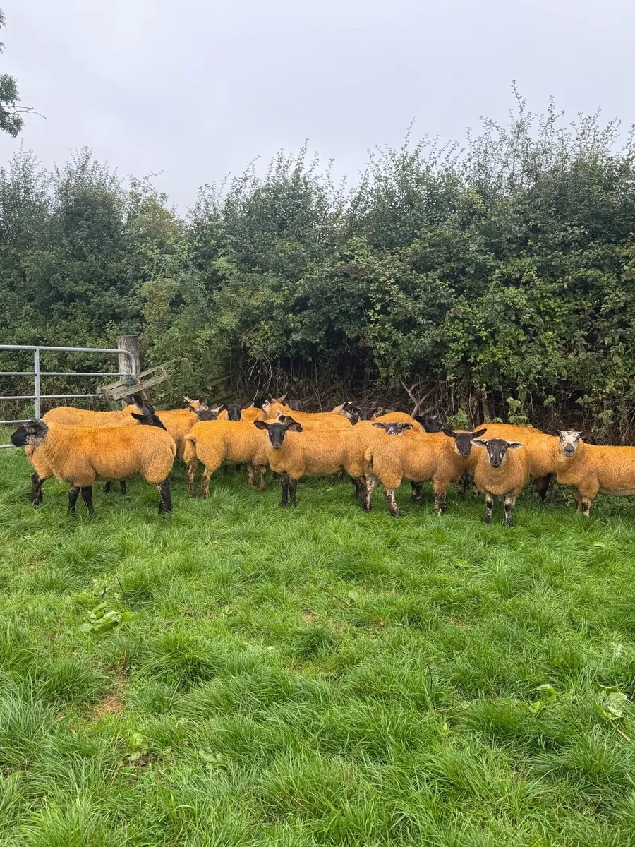 Suftex Cross Ewe Lambs - Image 3