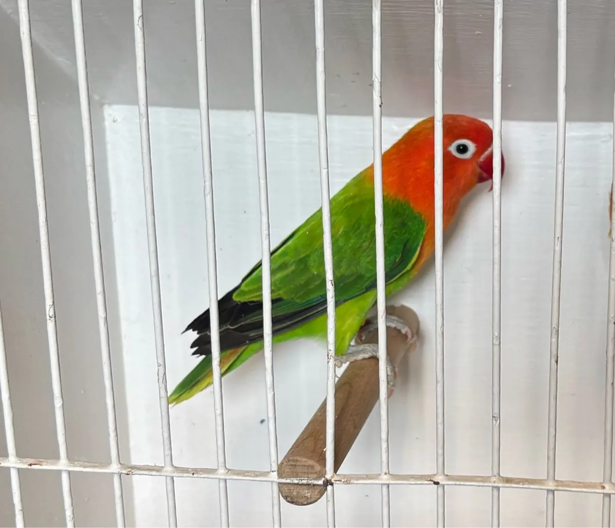 Fischer Lovebirds - Image 1