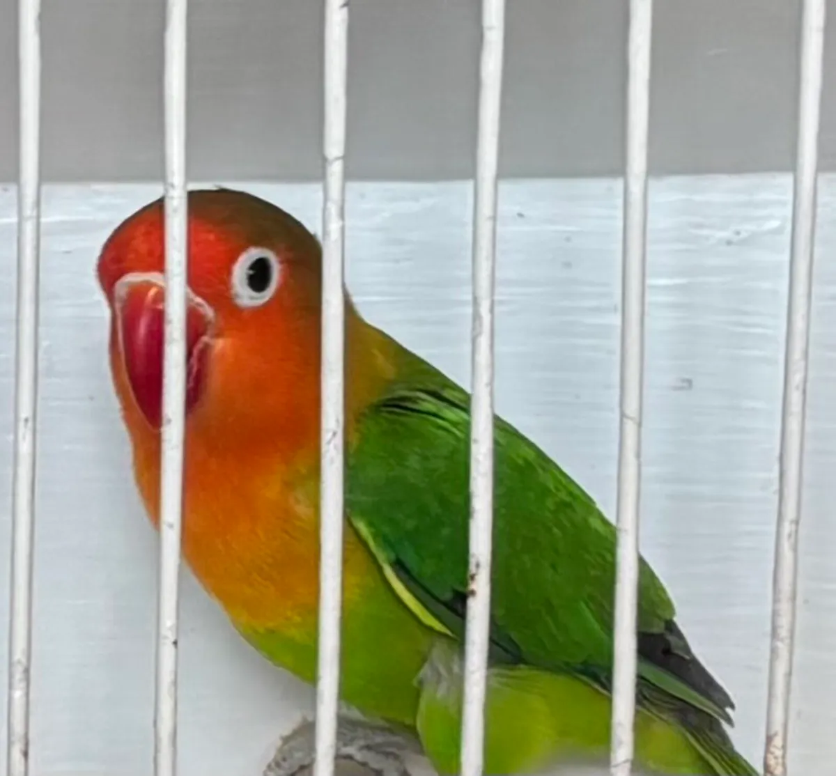 Fischer Lovebirds - Image 2