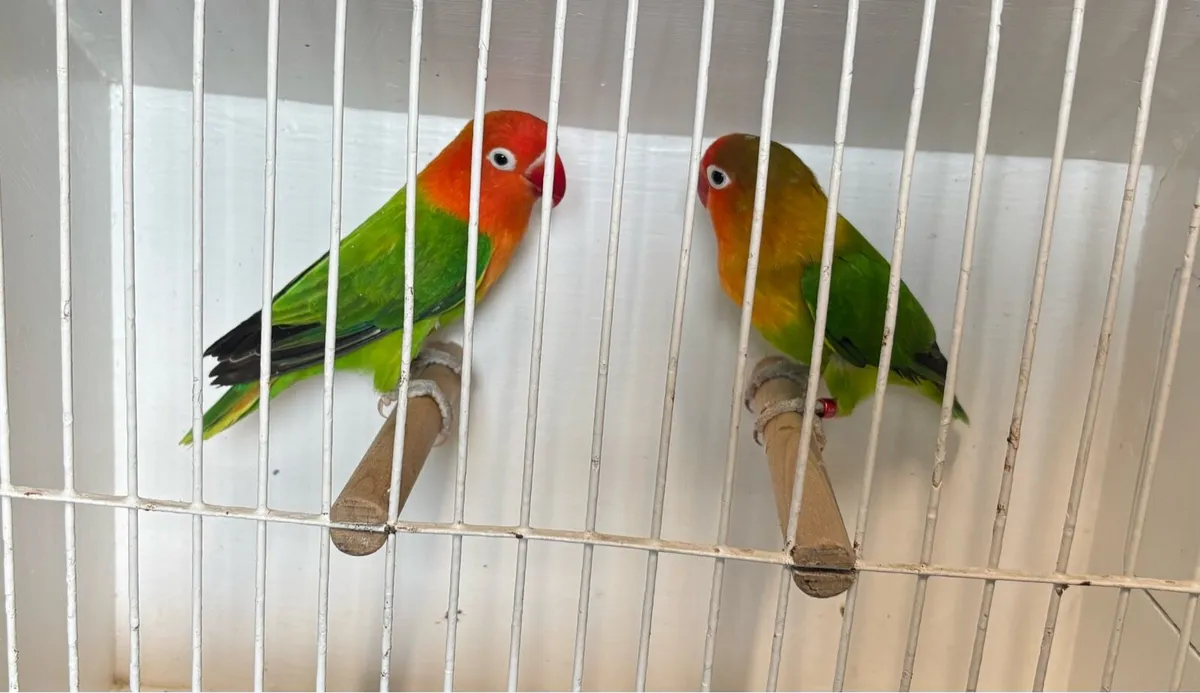 Fischer Lovebirds - Image 3