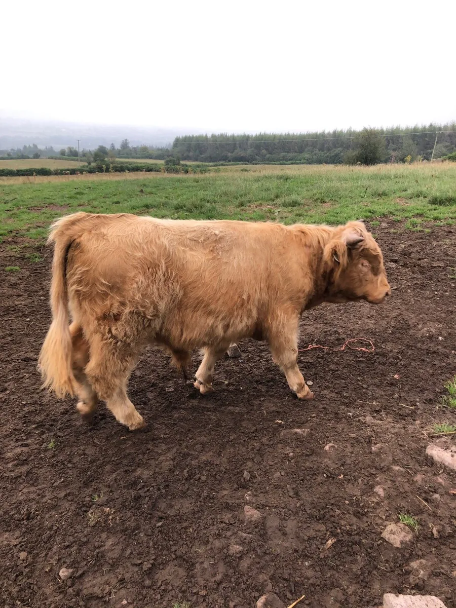 2 Scottish Highland bulls 🐂 - Image 2