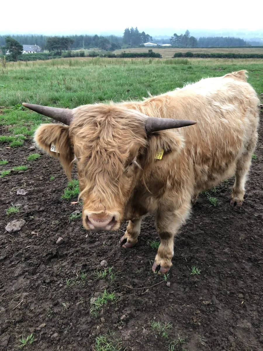 2 Scottish Highland bulls 🐂 - Image 3