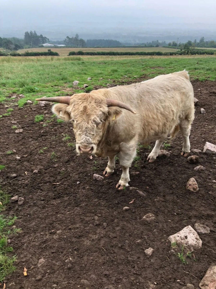 2 Scottish Highland bulls 🐂 - Image 1