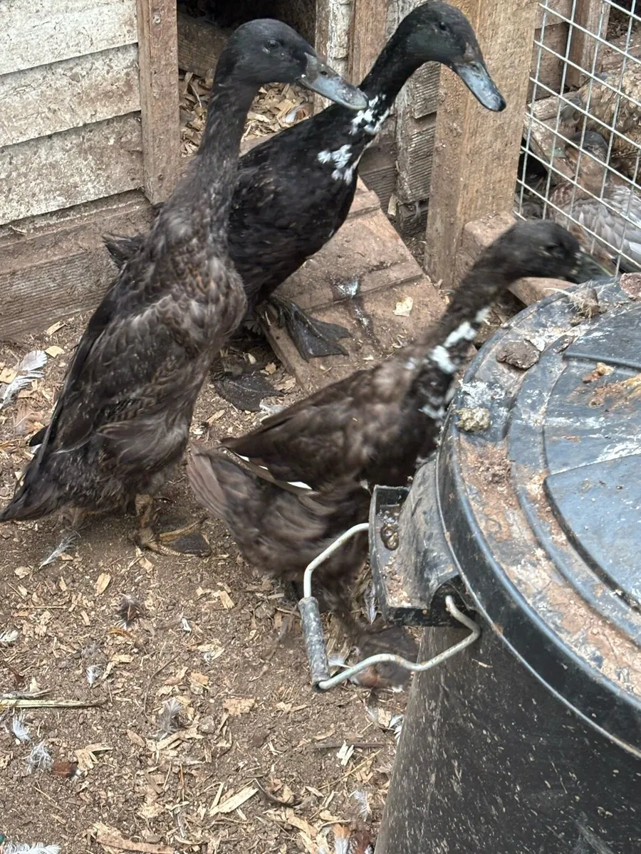 Runner ducks, call duck and silkie - Image 2