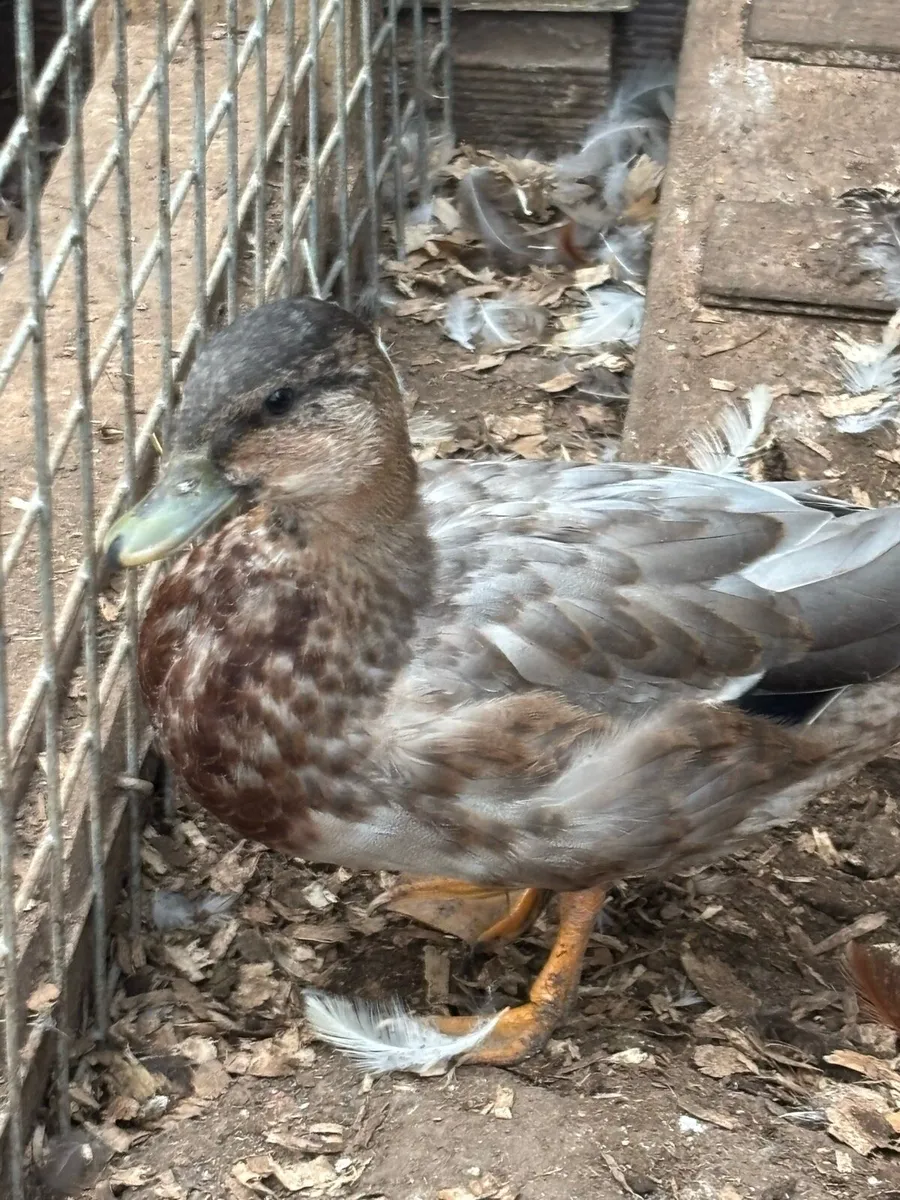 Runner ducks, call duck and silkie - Image 1